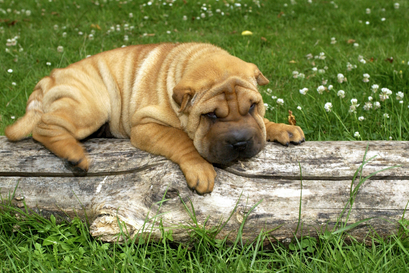 sharpei on log outside