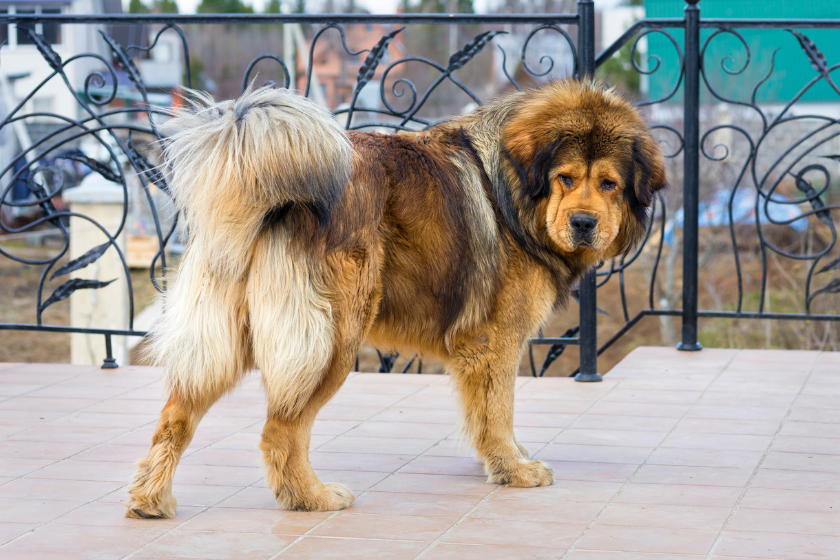 tibetan mastiff looking behind