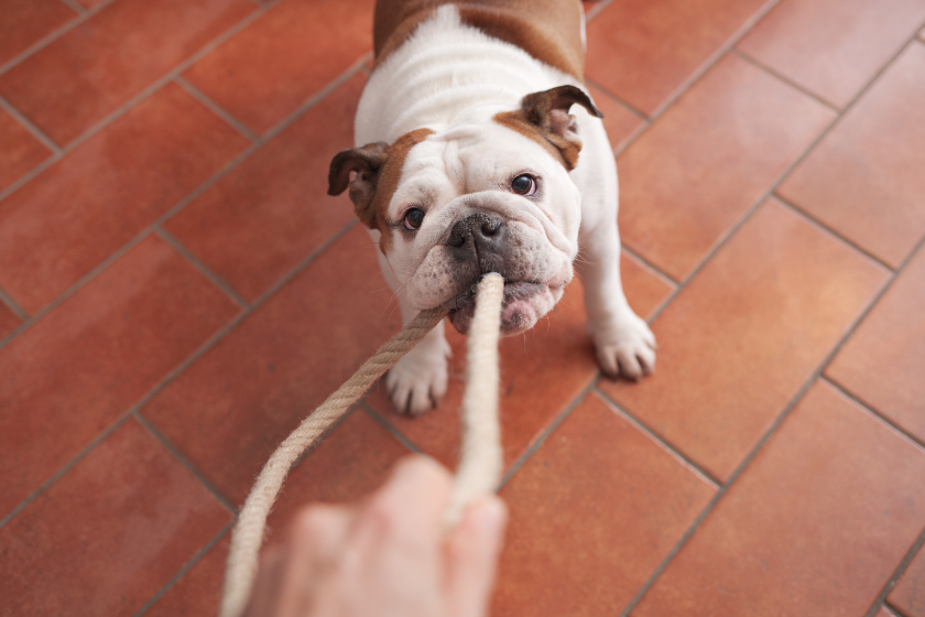 stubborn english bulldog plays tug of war