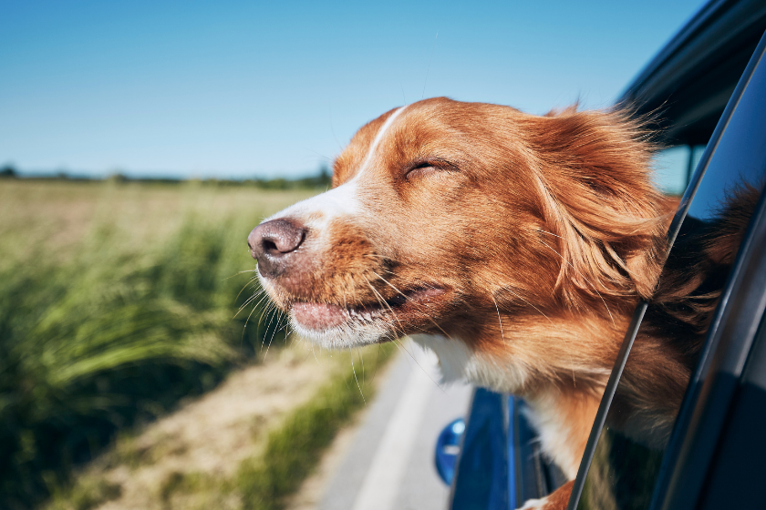dog in car on roadtrip