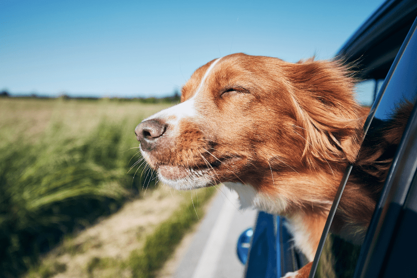 dog in car on roadtrip