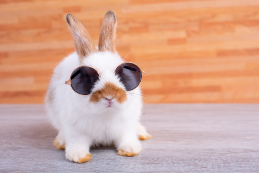 rabbit puns rabbit in sunglasses looking cool