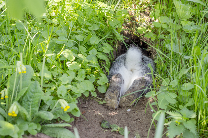 rabbit running away from bad rabbit puns