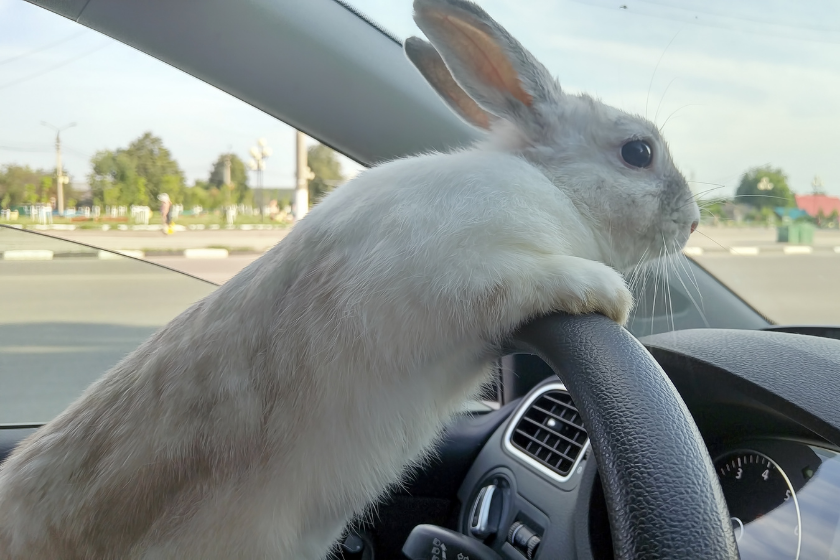 rabbit driving car away from bad rabbit puns