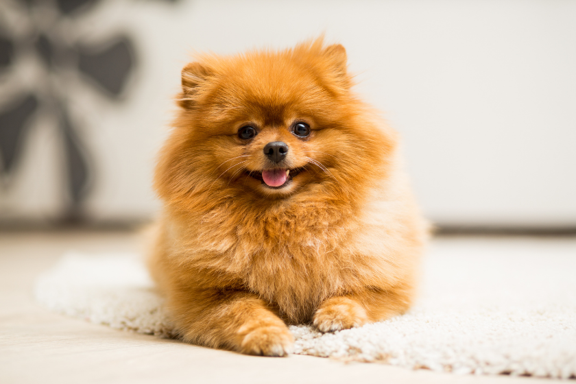 maltese smallest dog breeds