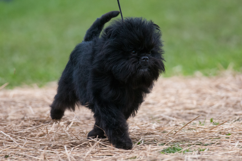 affenpinscher smallest dog breeds
