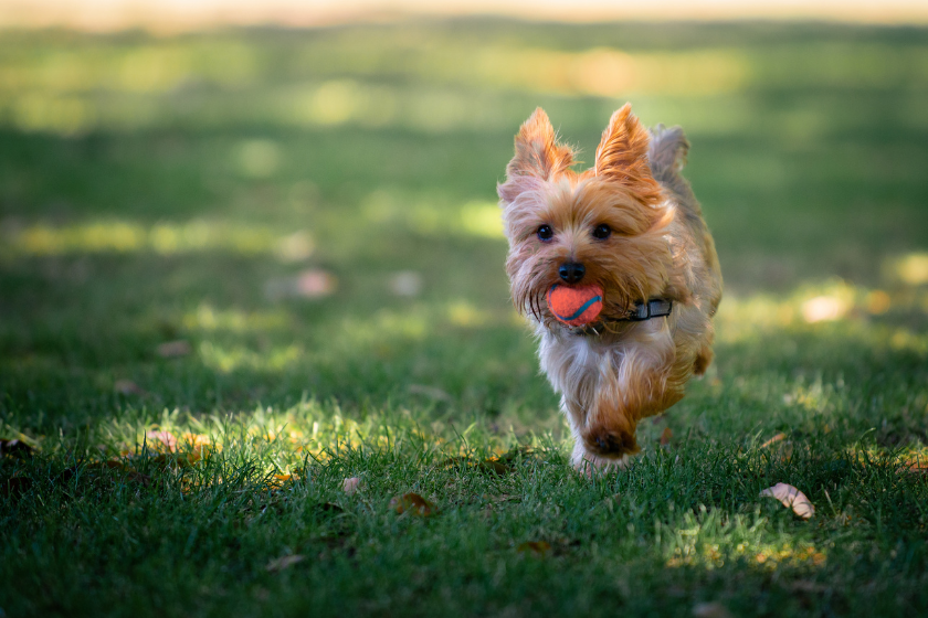 terrier running with tennis ball in grass