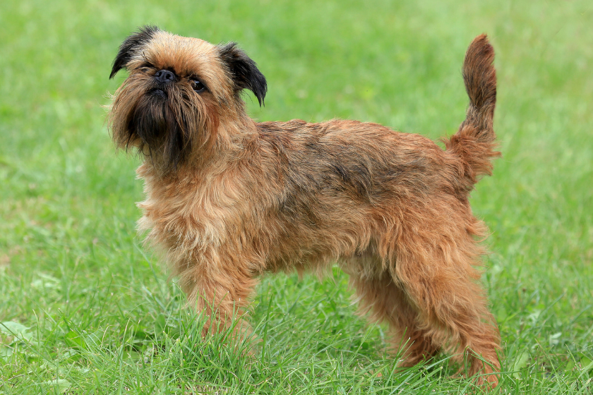 brussels griffon smallest dog breed