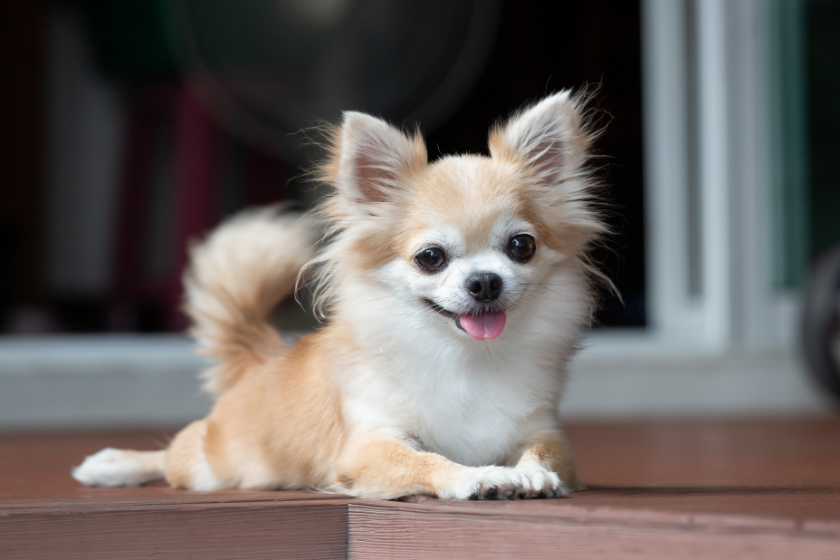 chihuahua sitting on porch