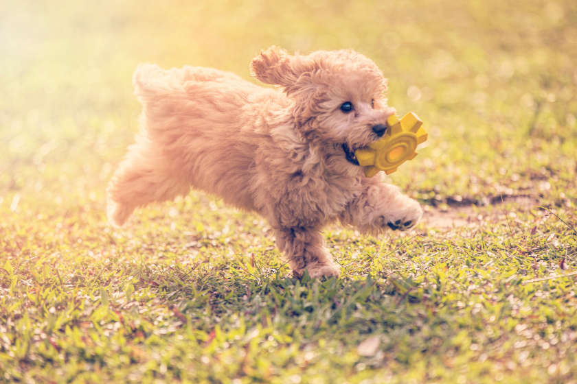toy poodle running with toy