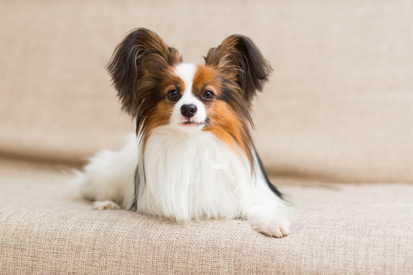 papillion dog