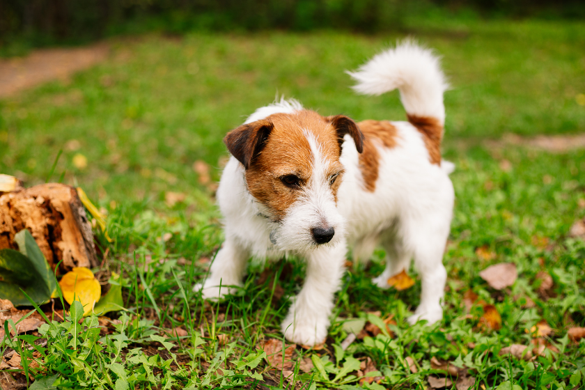 toy fox terrier smallest dog breed