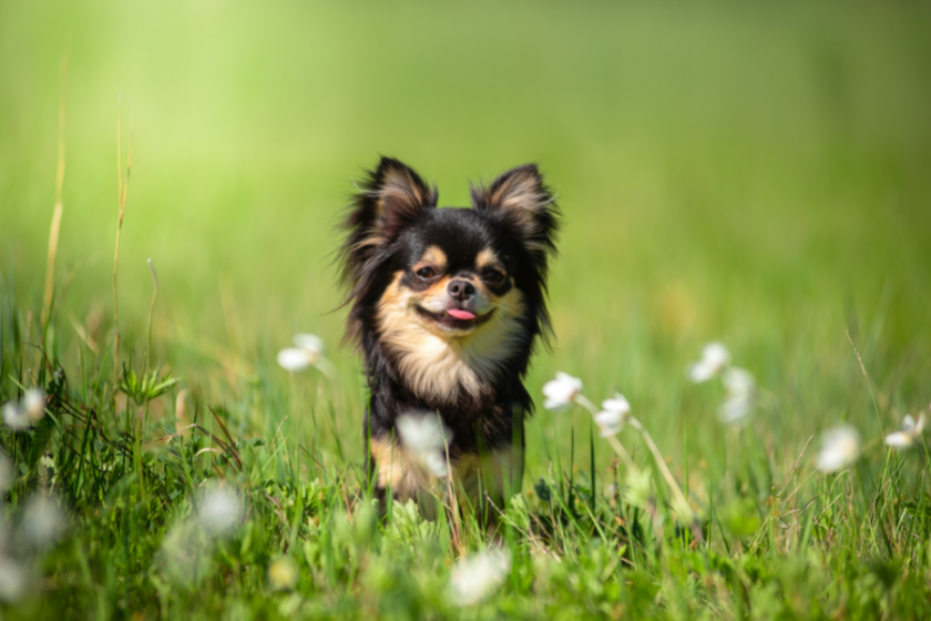 russian toy smallest dog breeds
