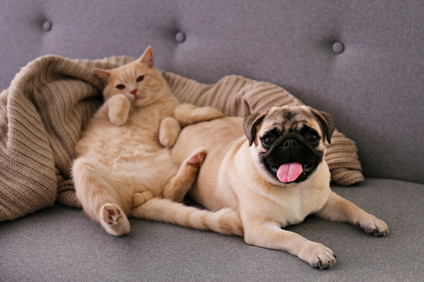 cat and pug enjoying pug puns together