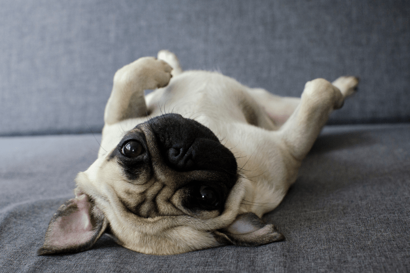 pug upside down on couch listening to pug puns