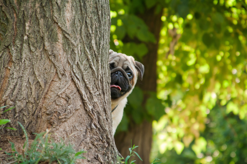 pug hiding from pug puns