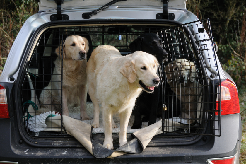 handling pets in wildfires