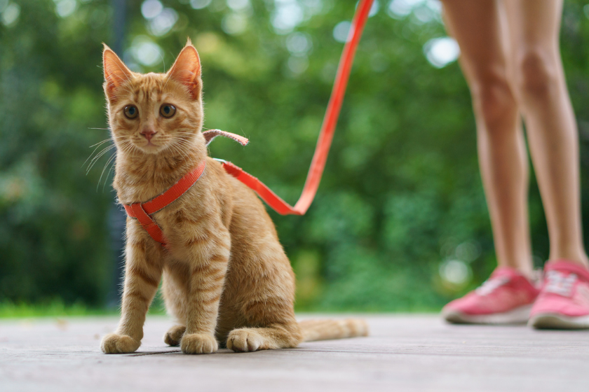 handling pets in wildfire