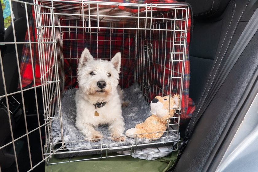 handling pets in wildfires