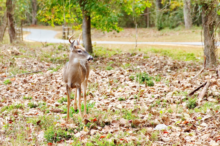 worst states for deer hunting