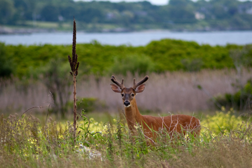 worst states for deer hunting