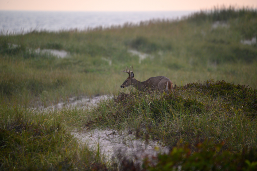 worst deer hunting state