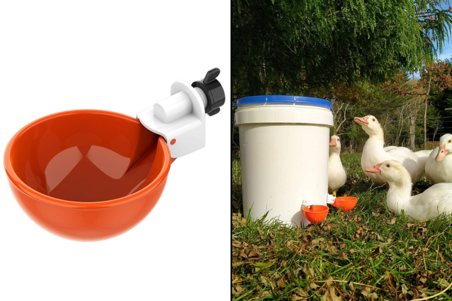 Duck Waterer