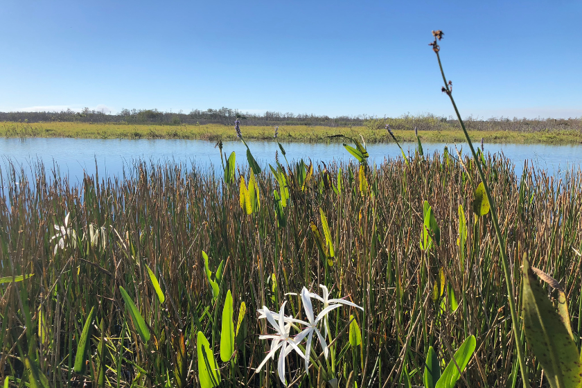 Best Duck Hunting States 10 Premier Waterfowl Destinations