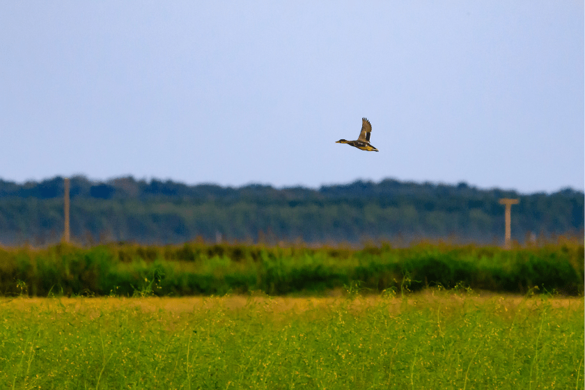 best public duck hunting states