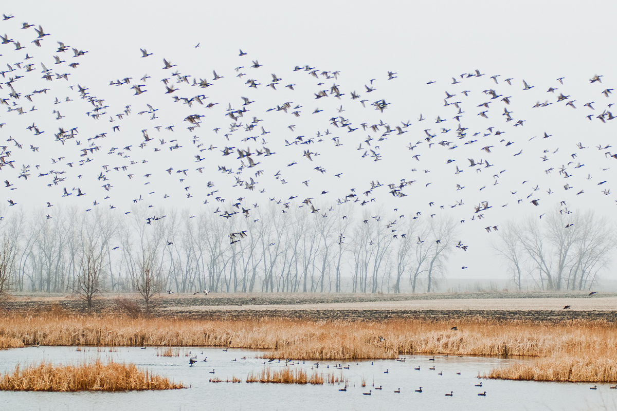 best duck hunting states