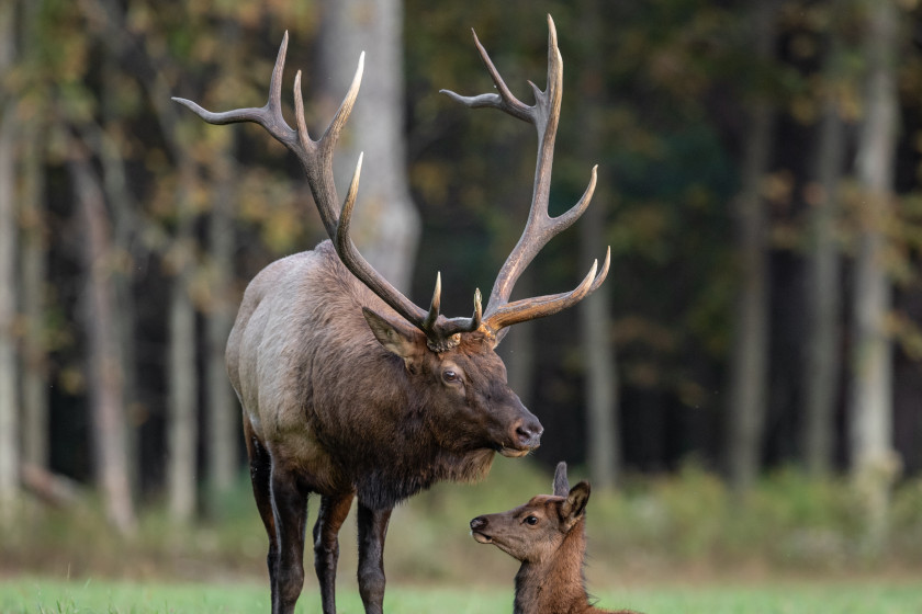 Best Places for Elk Hunting