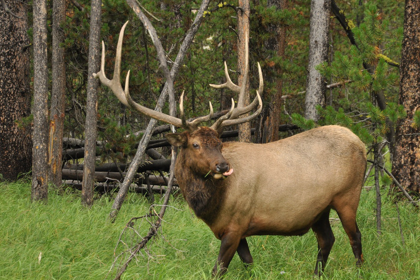 Best Places for Elk Hunting