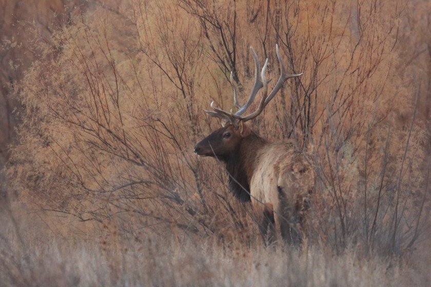 Best Places for Elk Hunting