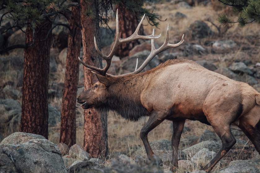 Best Places for Elk Hunting