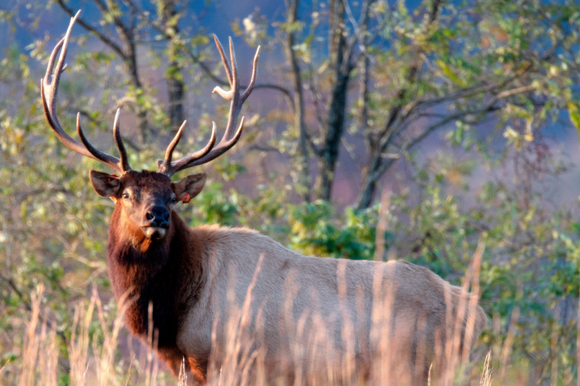 Best Places for Elk Hunting