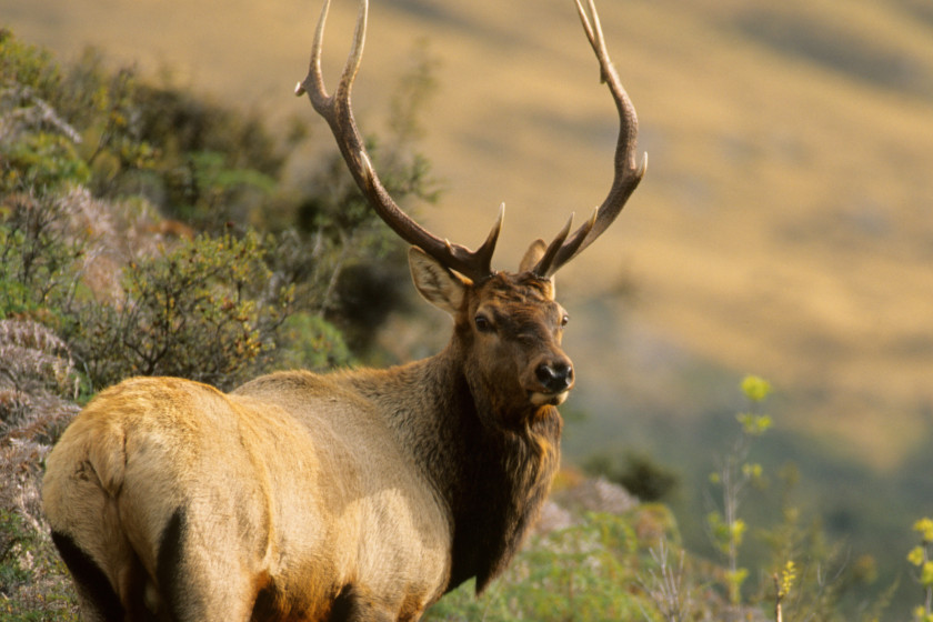 Best Places for Elk Hunting