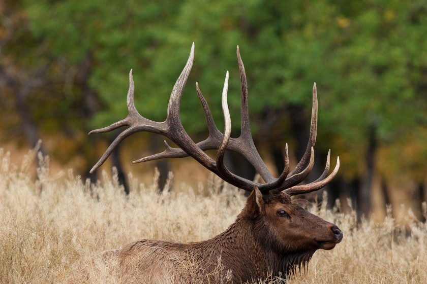 Best Places for Elk Hunting