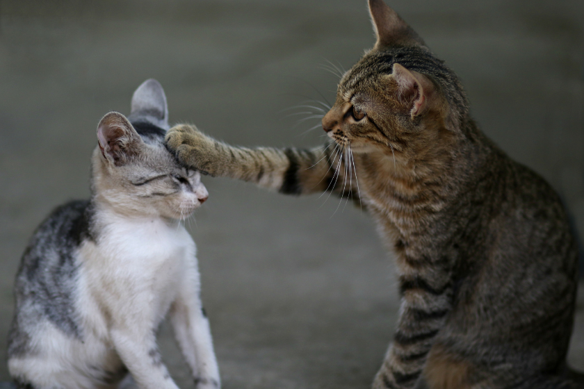 Adult cat puts paw on kittens head