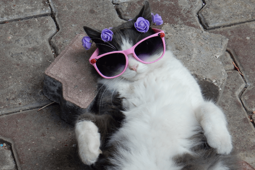 cat on its back wearing sunglasses