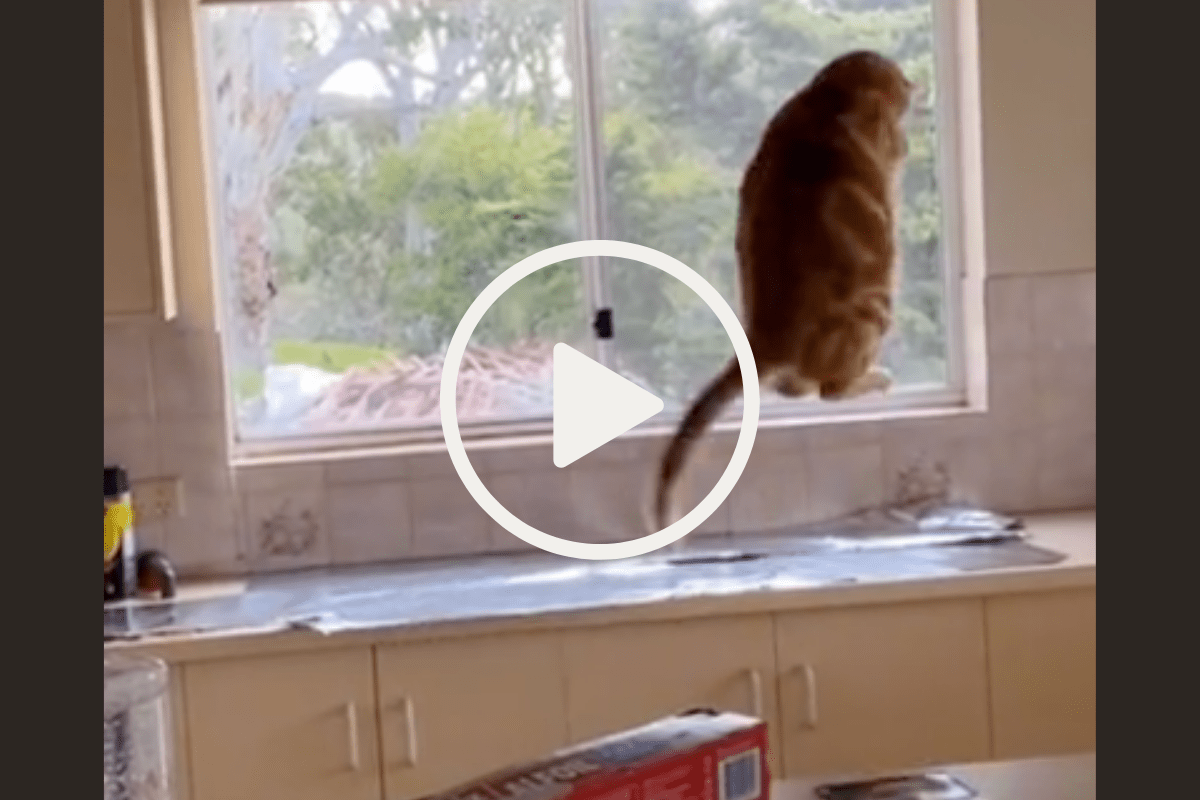 Tin foil to keep cats off counters hot sale