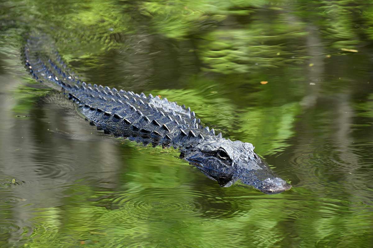 Gator Hunt