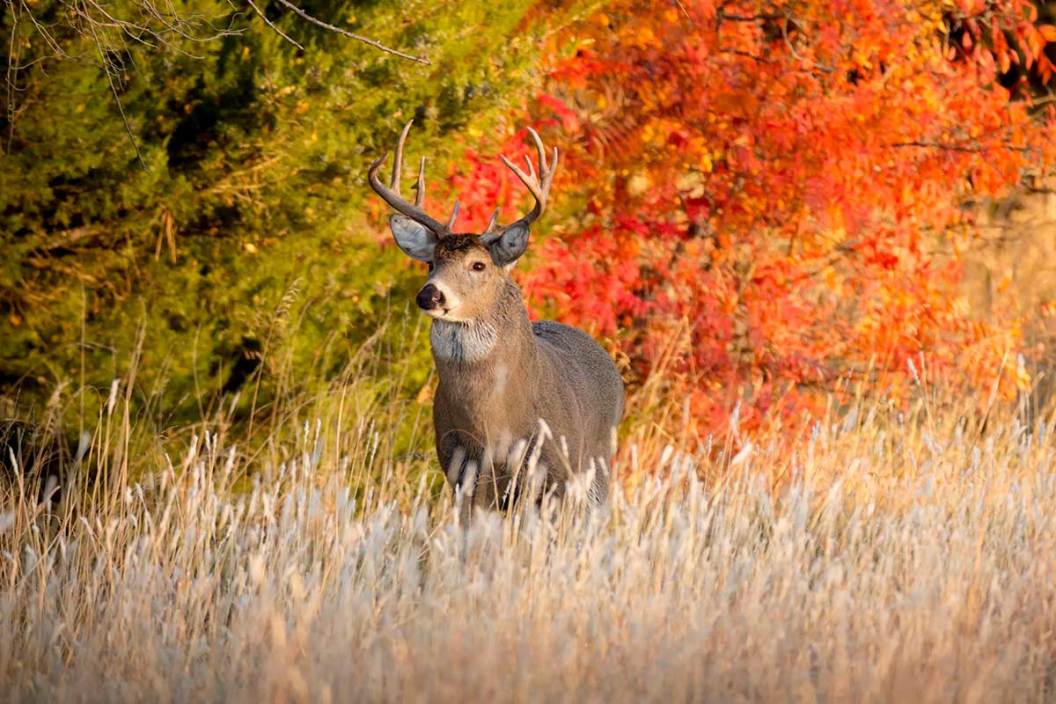 Kansas Hunting Seasons