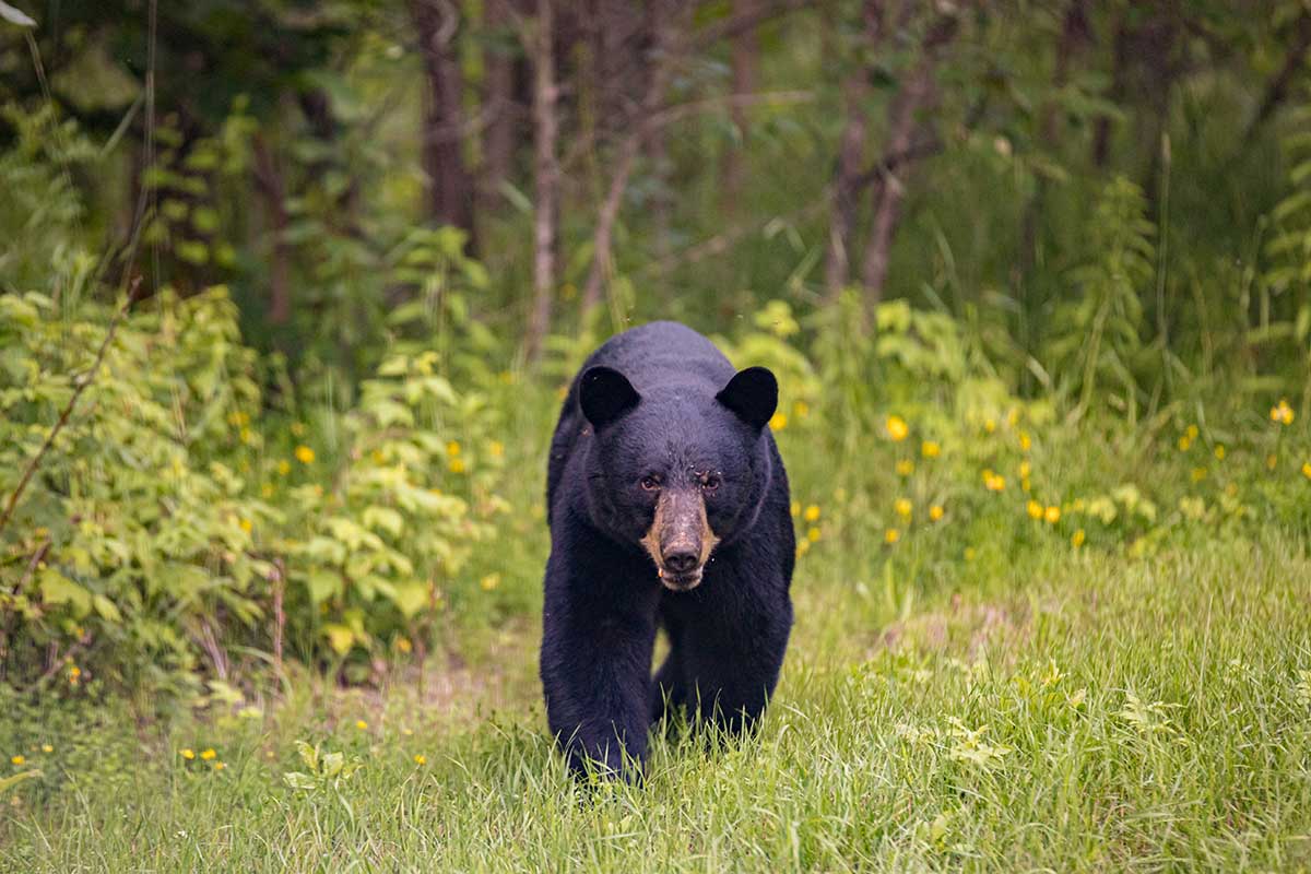 New Mexico Bear Hunting