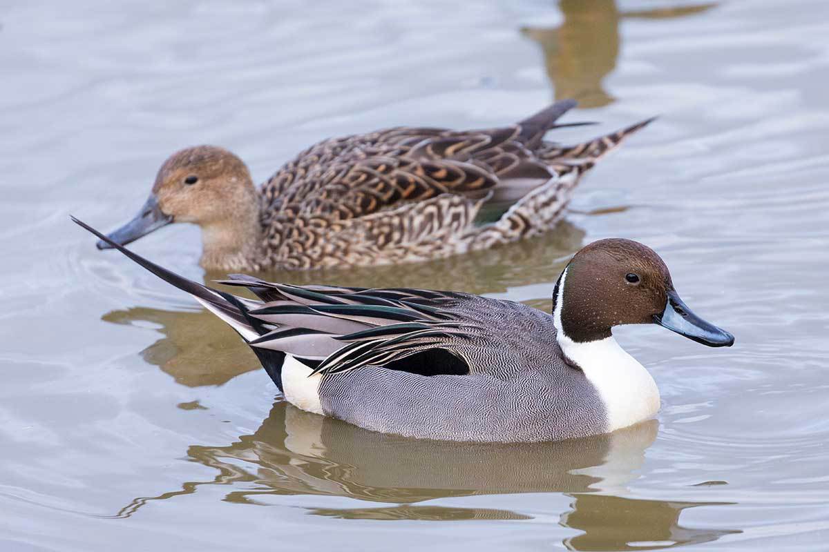 Northern Pintail The Distinguishable Duck Species Wide Open Spaces northern-pintail-the-distinguishable-duck-species-wide-open-spaces