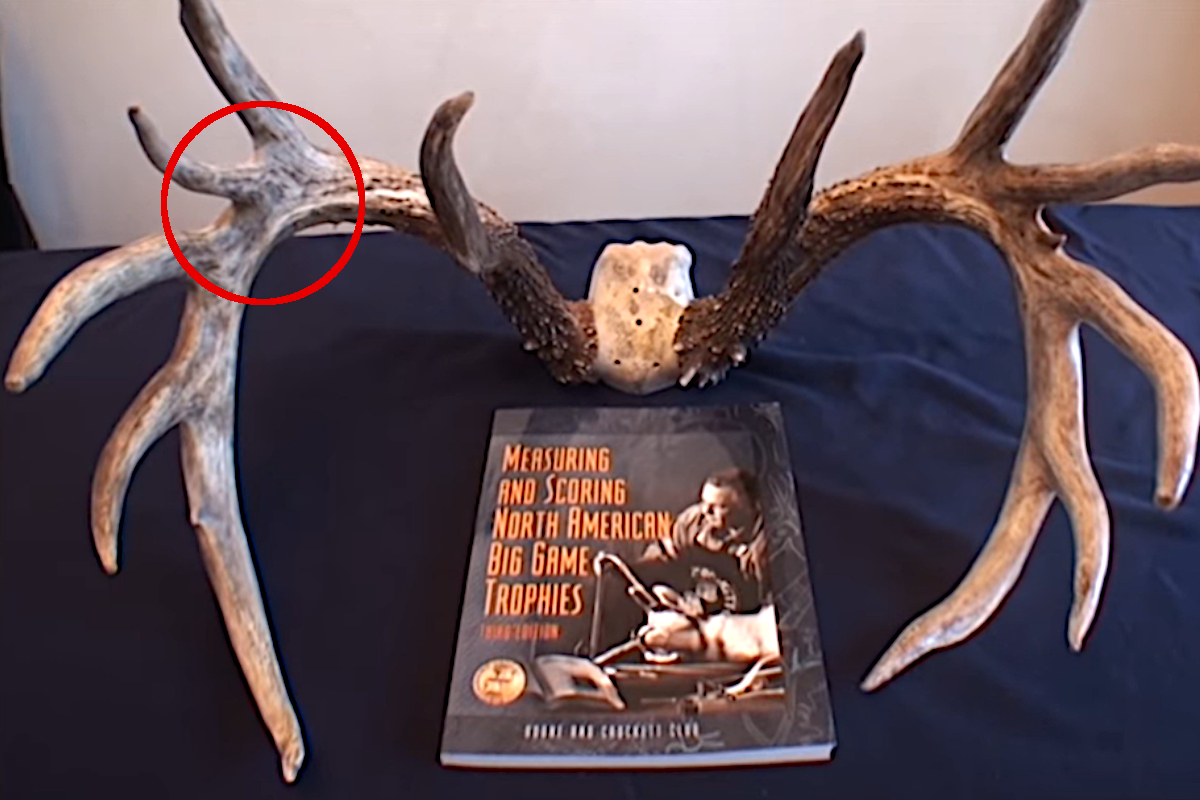 the-johnny-king-buck-the-wisconsin-world-record-whitetail-that-wasn