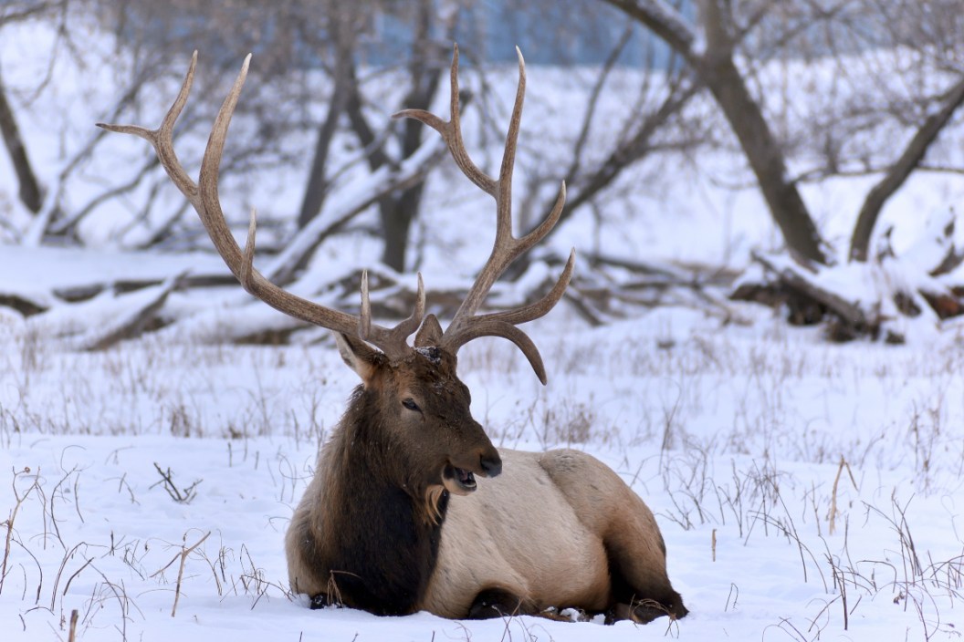 Michigan Elk Hunting: How to Go On a Once-in-a-Lifetime Hunt