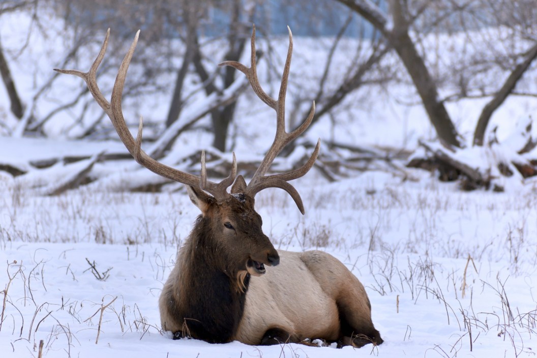 Michigan Elk Hunting