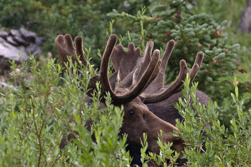 Places to Hunt Moose in the US