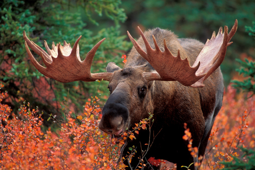Places to Go Moose Hunting in the US