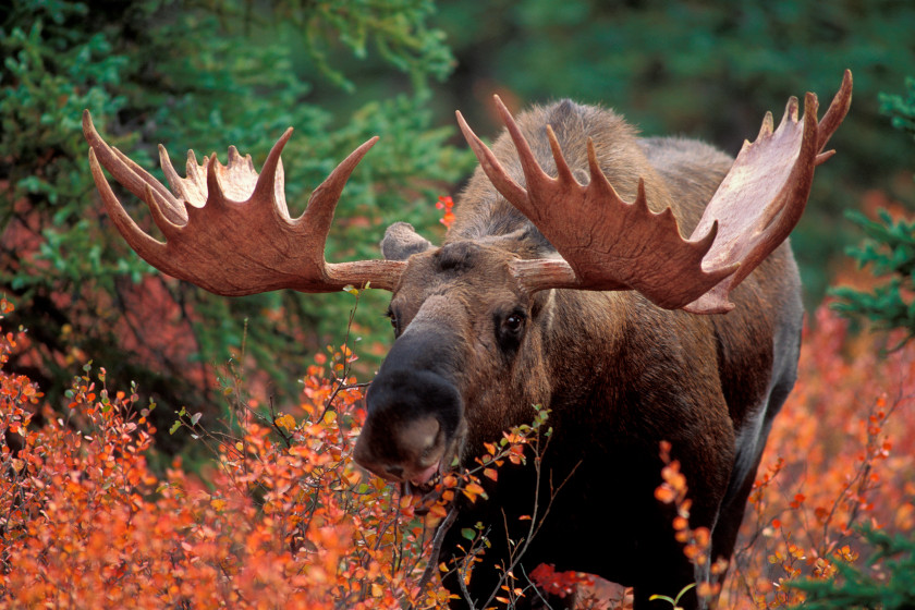 Alaska moose hunting